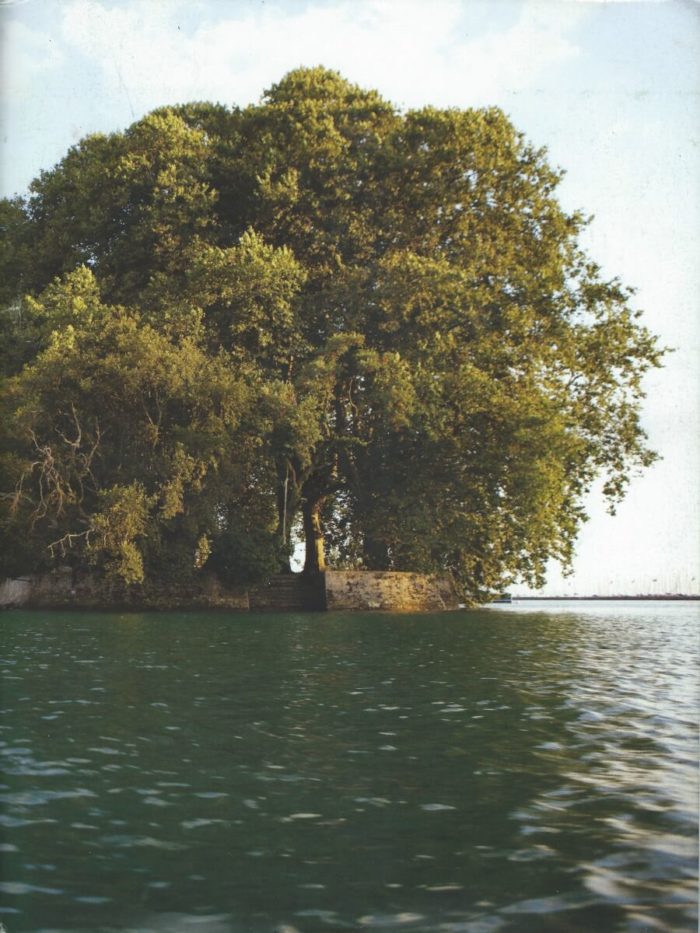 Spring Rolle - Image 2