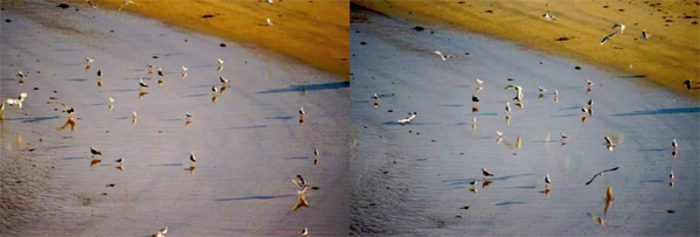 LES OISEAUX – Image 2