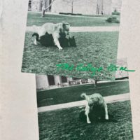 Contact Quarterly/Volume 8 #3/4